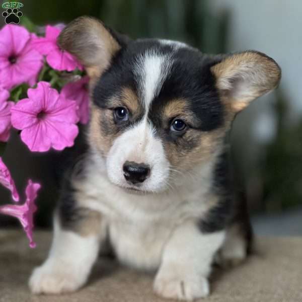 Bella, Pembroke Welsh Corgi Puppy